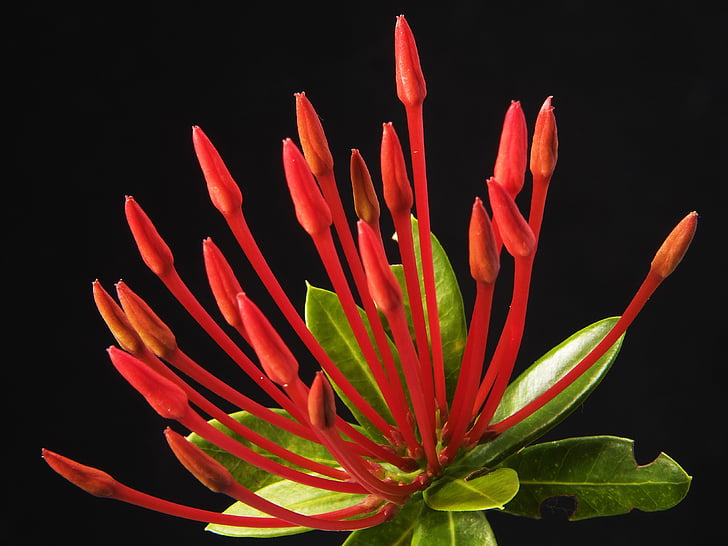 blossom, bloom, flower, red, nature, petal, plant