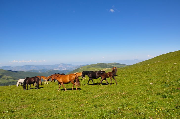 the vast, mountain, horse, nature, grass, meadow, pasture