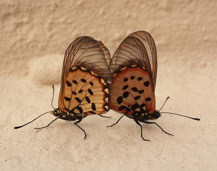 two, butterfies, mating