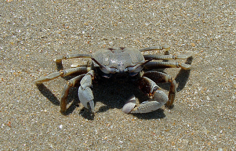 crabe, mer, animal, océan, fruits de mer, coquille, plage