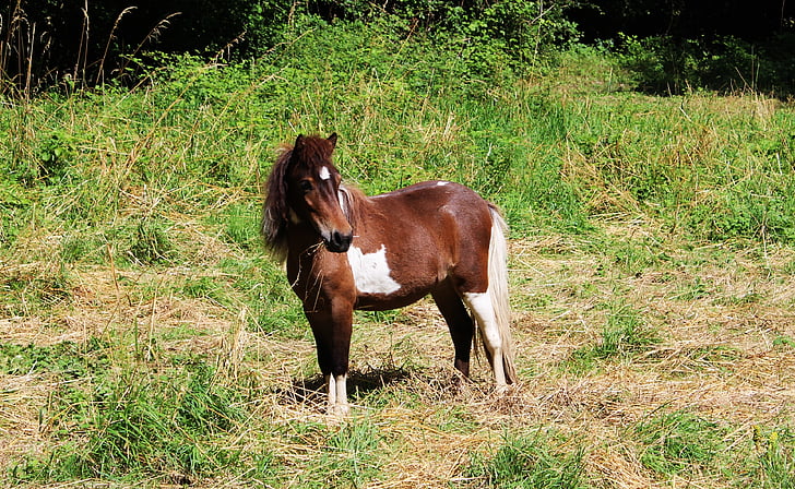 pony, equine, mane, brown, white, animal, eat