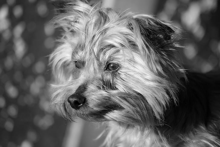 chien, animal, Doggie, canidae, York, animal domestique, canine