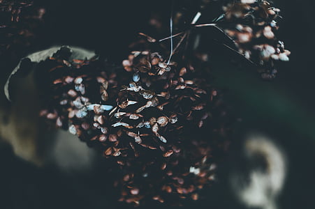 blur, close-up, color, dark, dried, leaves, macro