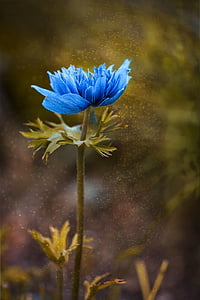 anemone, blue, blue anemone, flower, blue flower, blossom, bloom