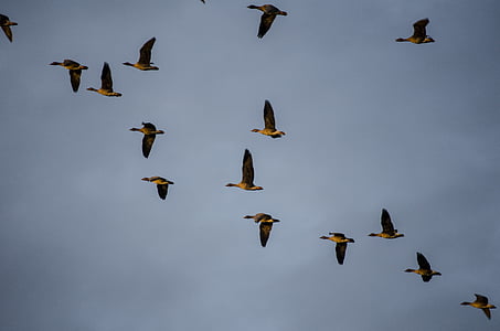 wild geese, migratory birds, bird migration, bird, flying, nature, animal