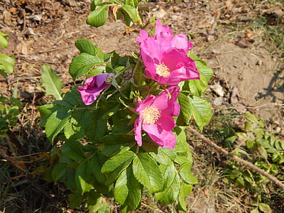 Petunia, Blumen, Anlage