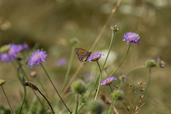 natural, grass-heath, mols bjerge, national park mols bjerge, butterfly, flowers, summer