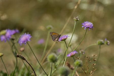 naravne, trava-heath, Mols bjerge, bjerge National park mols, metulj, cvetje, poletje