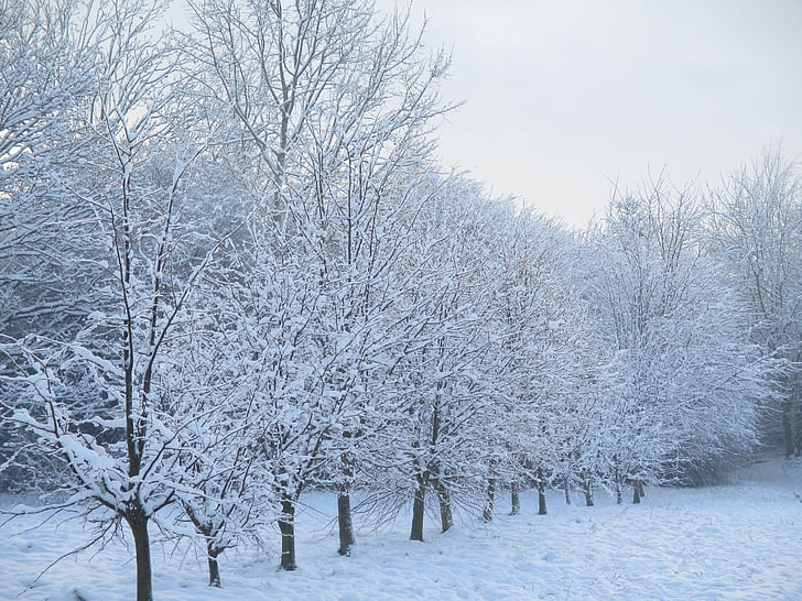 дерево, сніг, парк, алея, подання, білий, краєвид
