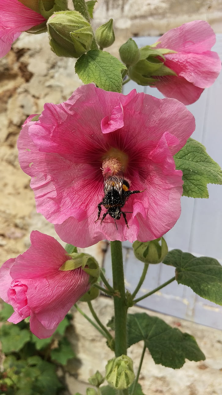 hollyhock, flowers, bumblebee, pink blossom, flora, nature, flower