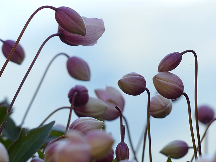 broto, -de-rosa, flor, queda de anêmona, Anemone hupehensis, hahnenfußgewächs, Ranunculaceae
