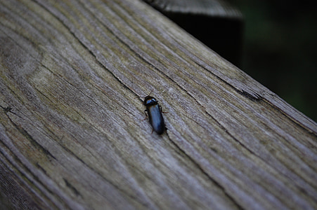 kumbang, kayu, abu-abu, alam, serangga, bug, satwa liar