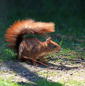 squirrel, red squirrel, red, bushy tail, tail, wild, wildlife