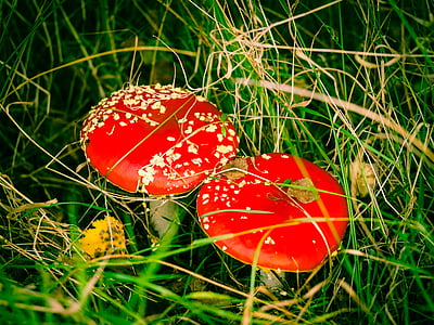 fly agaric, mushroom, moss fliegenpilz, autumn, nature, toxic, red
