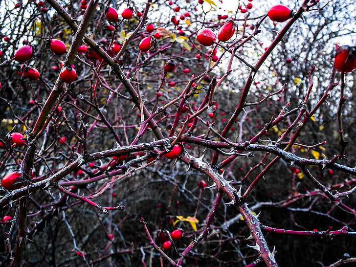 rose hip, plant, berries, branch, autumn, red, thorns