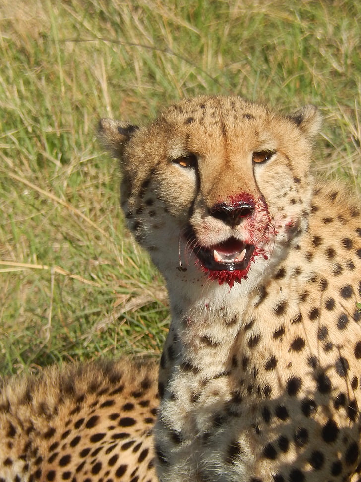 cheetah, blood, nature, animal, wilderness, safari