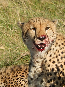 Cheetah, bloed, natuur, dier, wildernis, Safari