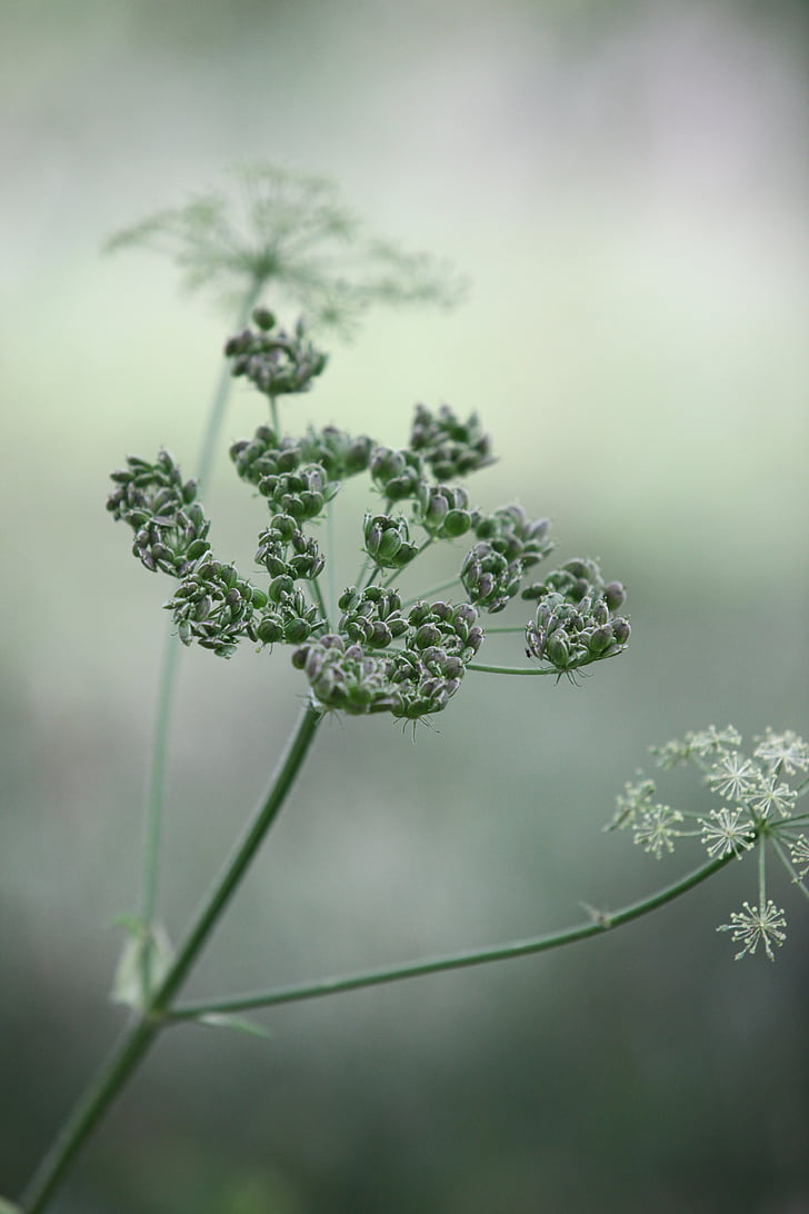 cow parsley, wild chervil, wild beaked parsley, keck, queen anne's lace, white, weed