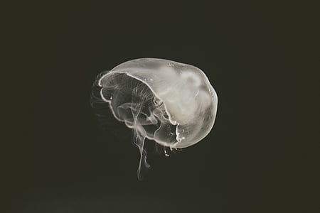 jellyfish, aquatic, animal, ocean, underwater, black and white