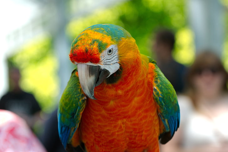 Ara, hybrid, papegøye, fuglen, dyr, fargerike, innenlandske