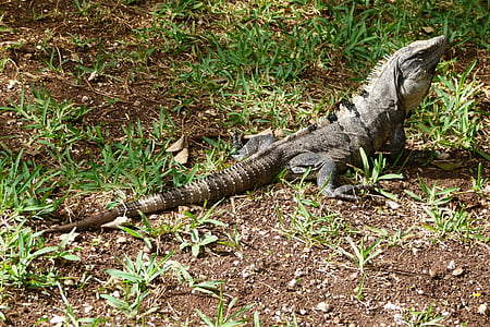 iguana, reptile, lizard, animal, insect eater, caribbean, creature