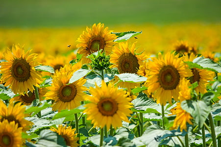 bunga matahari, Helianthus, bunga, kuning, tanaman, pertanian
