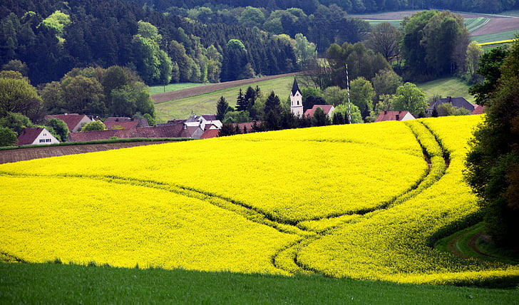 bavaria, germany, church, village, country life, landscape, field of rapeseeds