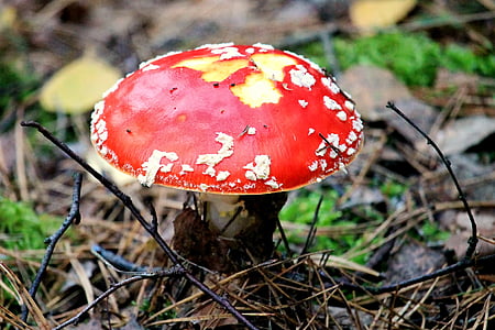 paddestoel, Fly agaric, rood, bos, paddenstoel Vliegenzwam rood, giftig, herfst