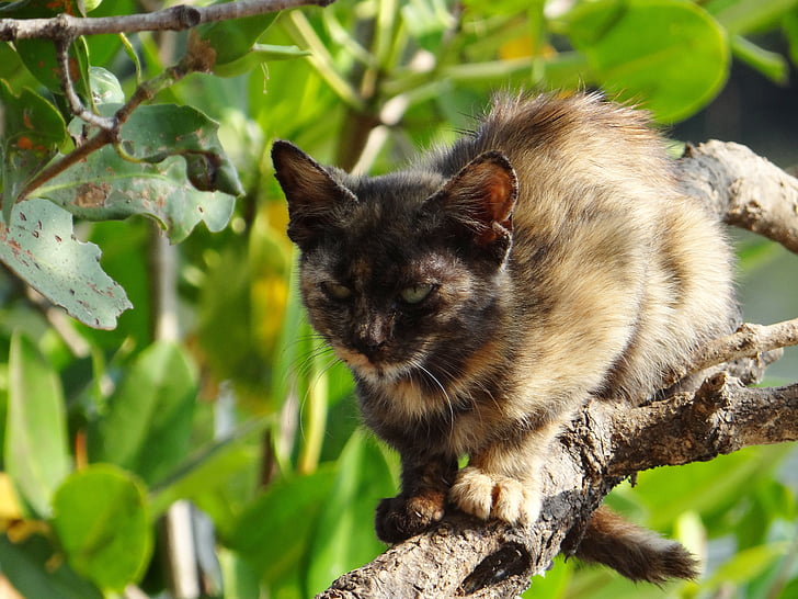 yavru kedi, kedi, kedi, şirin, Kitty, ağaç, tırmanış