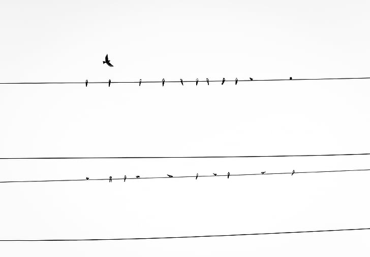 ligne électrique, oiseaux, fils électriques, fils électriques, lignes d’électricité, troupeau, plumes