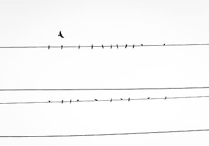 electrical line, birds, electrical wires, electricity wires, electricity lines, flock, feathers