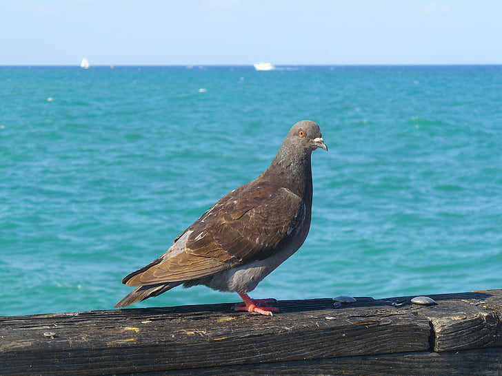 Pigeon, Pier, fugl, vand, havet, Harbor, dyr