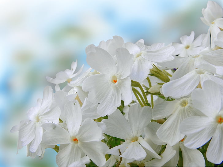 virágok, természet, tavaszi, fehér, növény, Phlox, Blossom