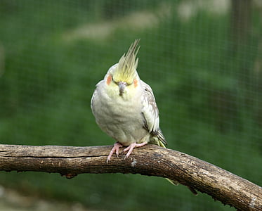 nimfa (ptak), papuga długoogonowa, ptak, Nymphicus hollandicus, zwierząt, Natura, dziób