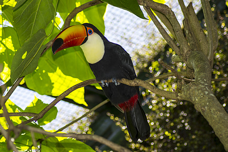 Ave, tropische, dier, Macaw, pen, rood, piek