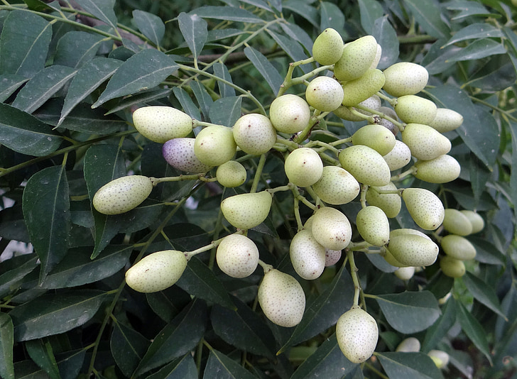 kario medis, uogų, vaisių, Murraya koenigii, medis, Rutaceae, Indija