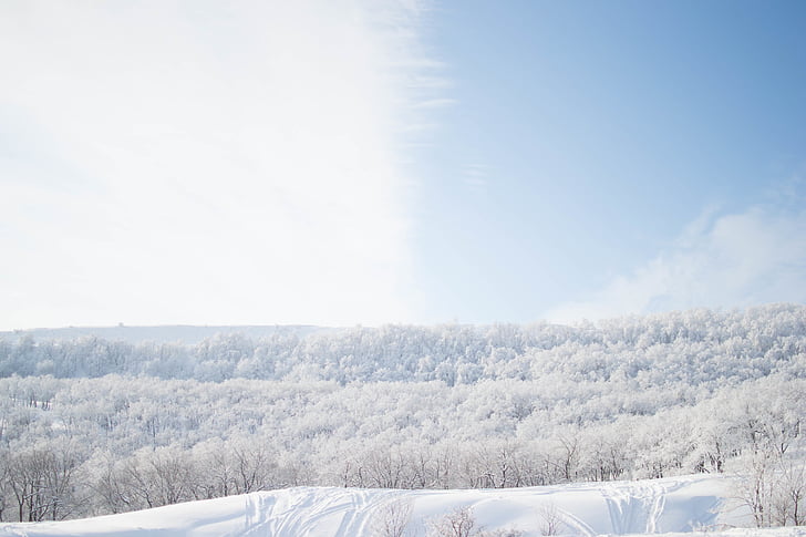 clouds, cold, forest, sky, snow, trees, winter