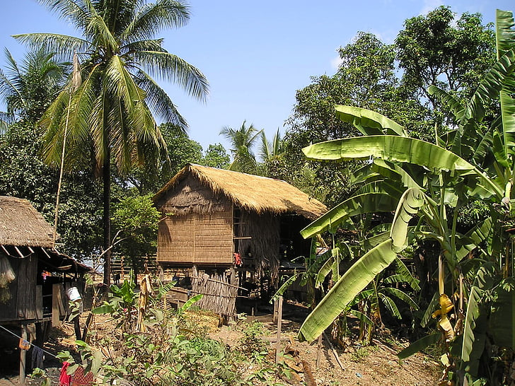 Cambodge, Hut, palmiers, local, vivre, sud-est, l’Asie