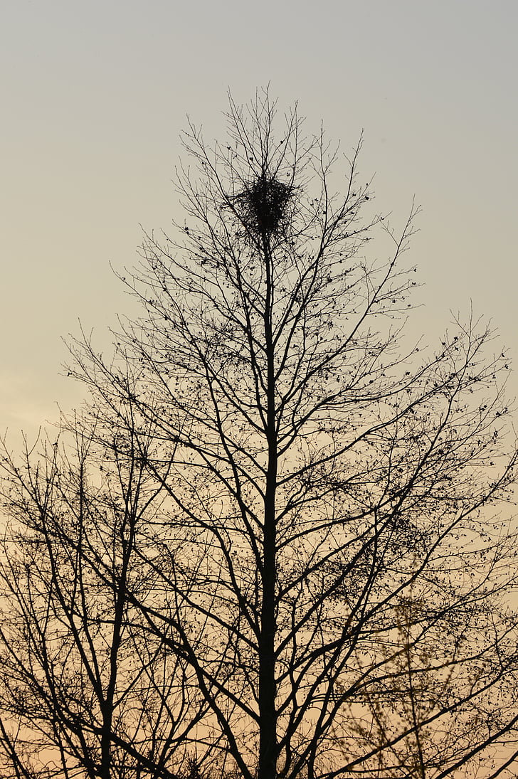 Baum, Nest, Natur, Filialen, Vogelnest