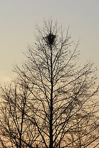 árvore, ninho, natureza, Ramos, ninho do pássaro