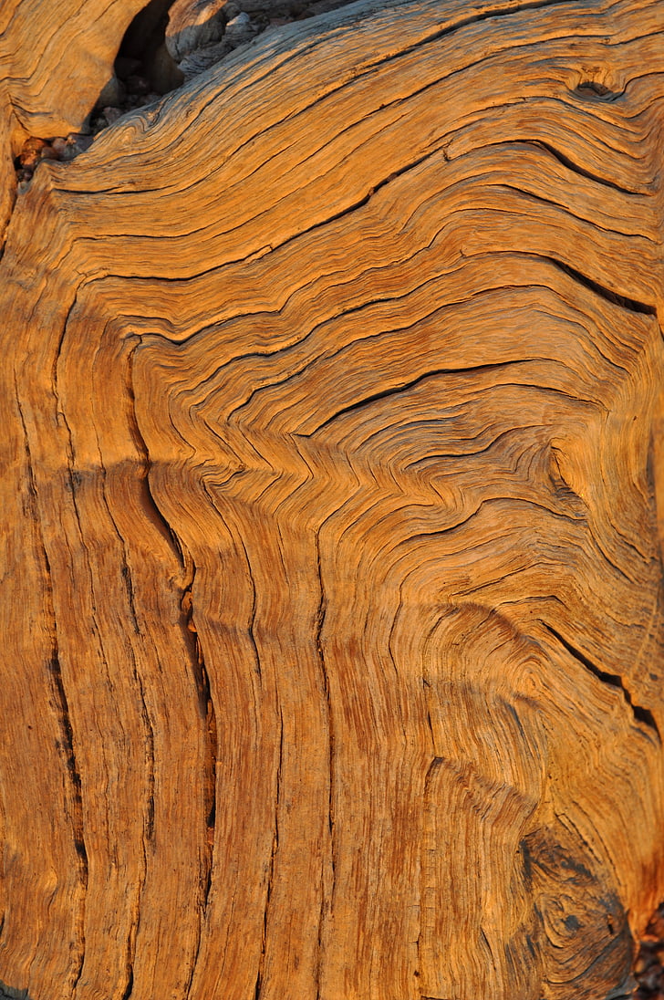 trä, Grain, struktur, mönster, bark, årsringar, gamla