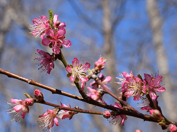 Hoa đào, Peach tree, Blossom, Hoa, nở hoa, mùa xuân, Thiên nhiên