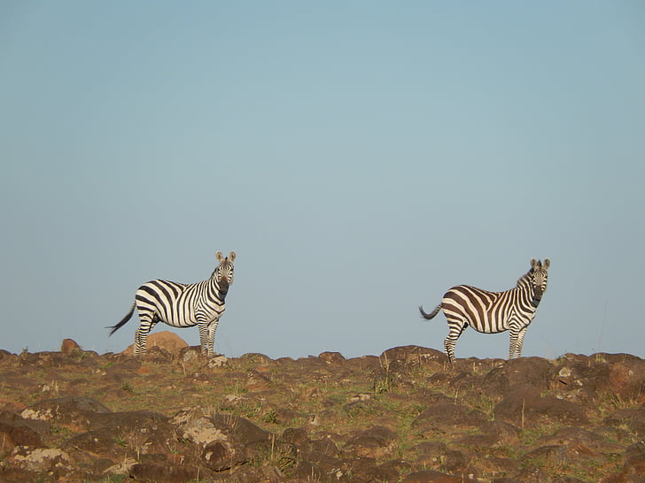Zebra, Afrika, Zvedavosť, divoké live, savanah, dvojica, zvieratá