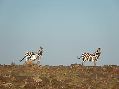 Zebra, Afrika, nyfikenhet, vilda live, Savanah, par, djur
