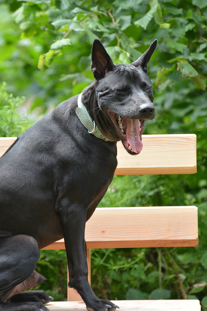 Thajský ridgeback, Thajský ridgeback dog, ridgebacka, černý pes, pes, zívá, černá