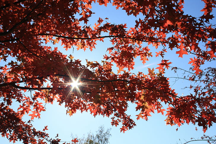 obloha, modrá, podzim, modrá obloha, slunce, padajícího listí, paprsky