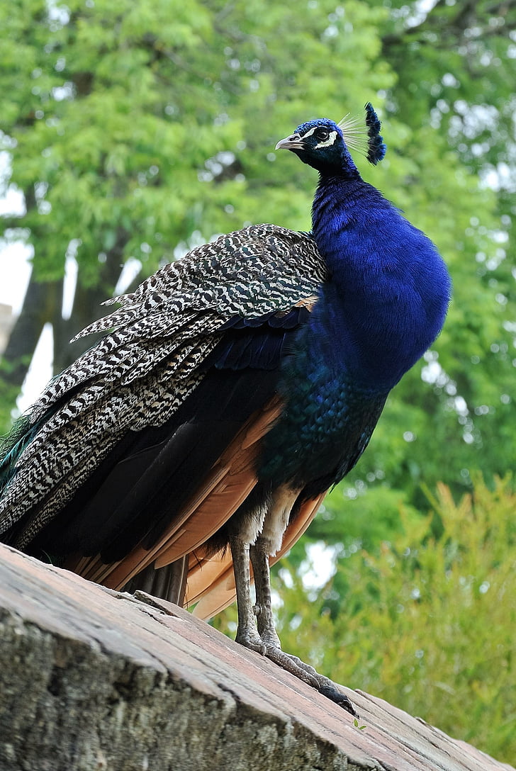 peacock, lisbon, castle, animal life, nature