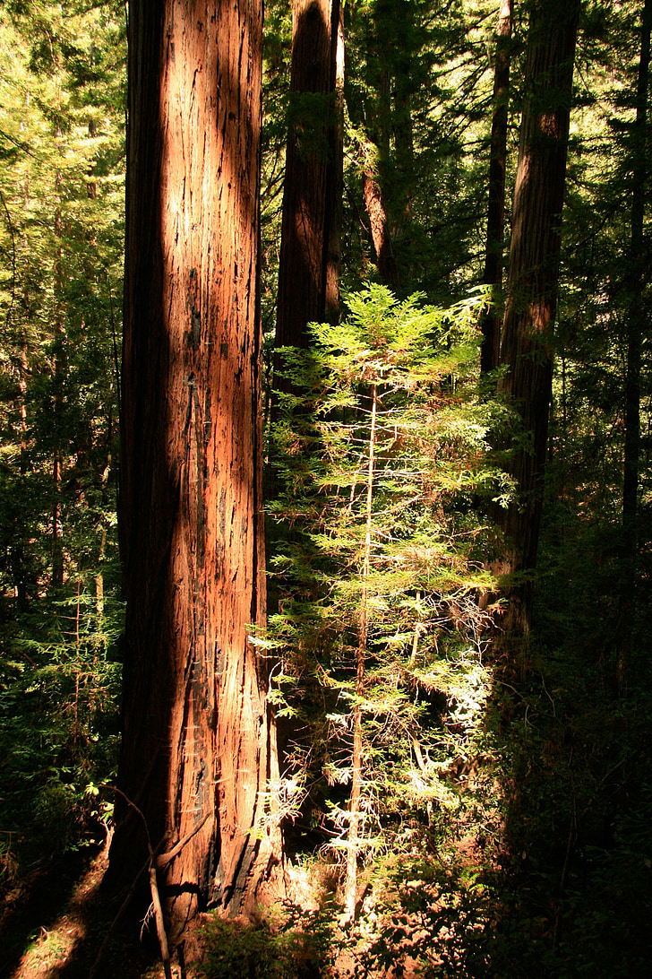 Redwood, gigant, copaci, California, calea, naturale, inaltime