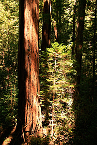 レッドウッド, 巨大な, 木, カリフォルニア州, パス, 自然, 背の高い