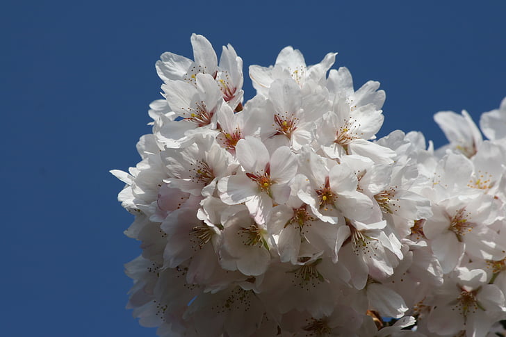 flor de cerezo, flores blancas, primavera, flor